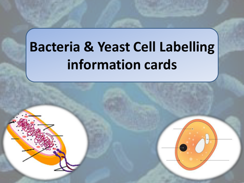 Eukaryotes & Prokaryotes  Lesson