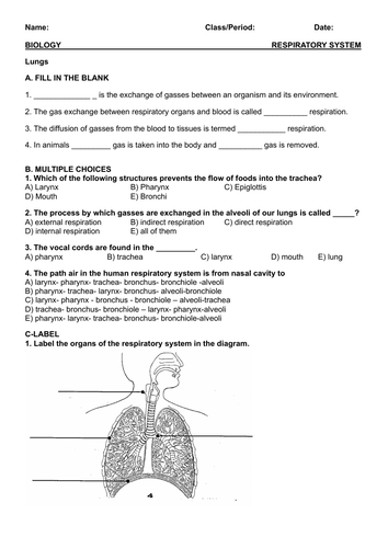 Respiratory System Worksheets (6 Pages) - Lungs, Breathing, Transport & More