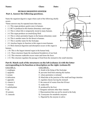 Human Digestive System: Interactive Worksheet for Students