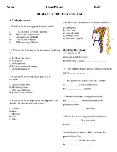 Human excretory system