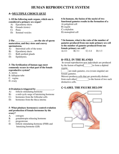 Human Reproductive System by Sunflower22 - Teaching ...