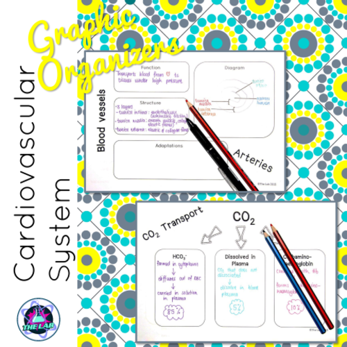 Cardiovascular System Graphic Organisers