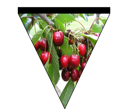 Cherry Class Bunting