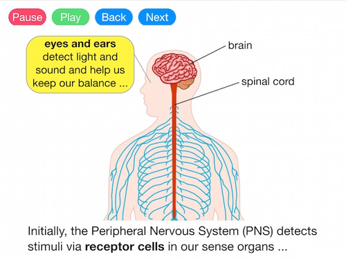 Reflex Actions (Video)