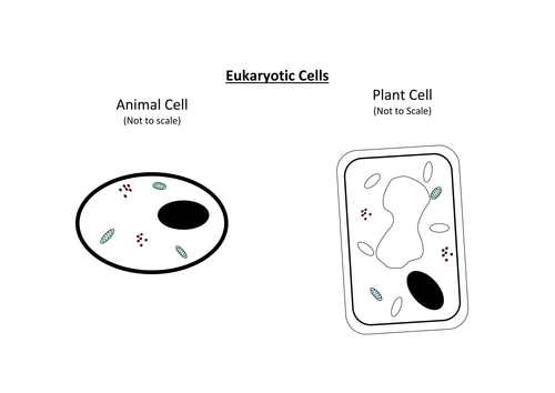 Animal Plant And Bacteria Cell Teaching Resources