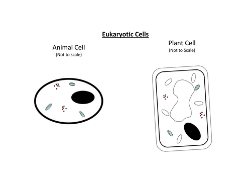 Animal, plant and bacteria cell