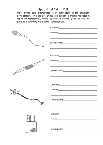 products animal worksheet Animal and Specialised Differentiation Cells and by Plant