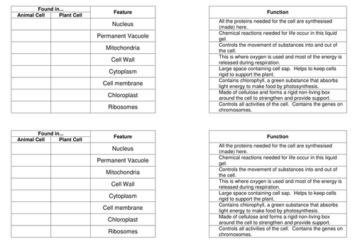 Organelles And Their Functions Match Up Task Teaching Resources