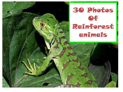 30 Photos Of Rainforest animals