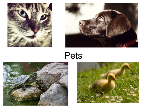 30 Pictures Of Pets Presentation. Would Also Make Excellent Display Posters