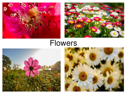 30 Colourful Flower Photos Presentation - Perfect For Display Work.