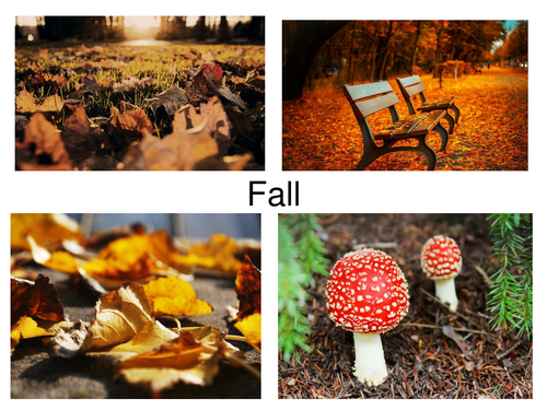 30 Fall Photos Presentation Perfect For Displays