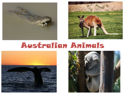 30 Photos and images of Australian animals PowerPoint Presentation 