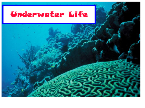 30 Photos Of Underwater Water Life PowerPoint Presentation
