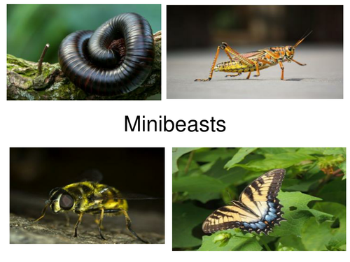 33 Minibeast Photos and a guess the minibeast game.
