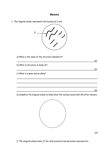 Biology: Meiosis cell division