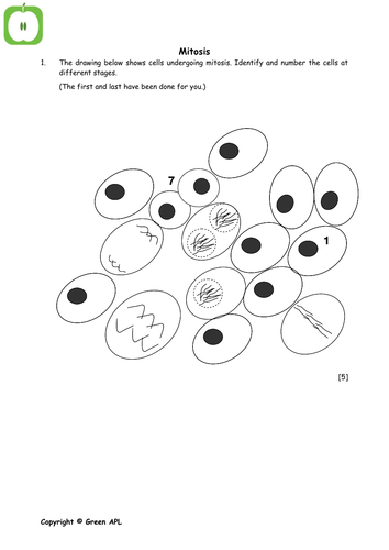 Biology: Mitosis cell division