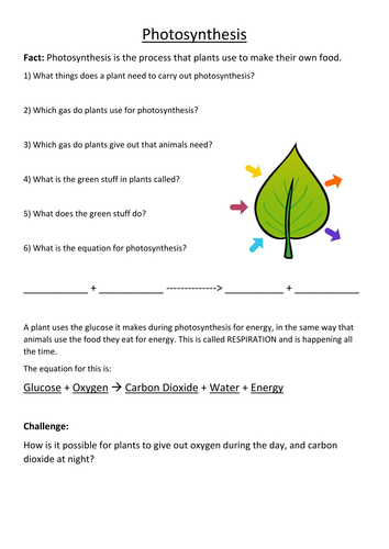 essay questions on photosynthesis