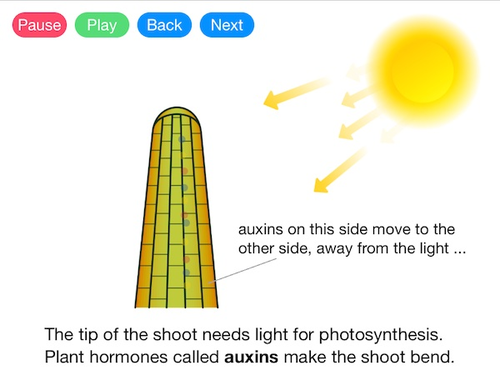 Phototropism (Video)