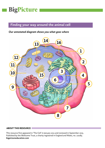 Labelled And Annotated Colour Animal Cell Diagram For Ks5 Biology Updated Teaching Resources