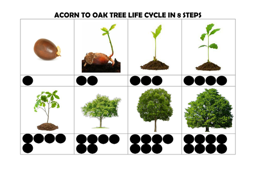 Acorn To Oak Tree Life Cycle In 8 Steps By Bolali Teaching Resources Tes