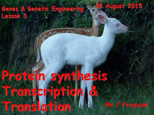 L3 Protein synthesis Transcription & Translation