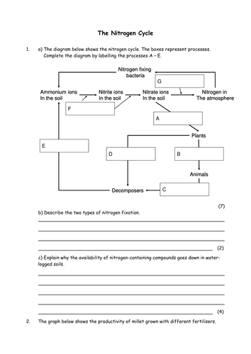 Carbon And Nitrogen Cycle Worksheet Answer Key