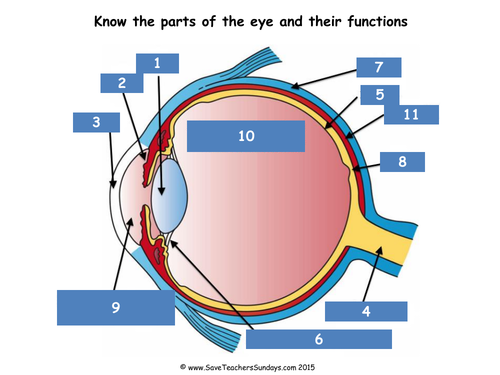 Parts of the Eye Lesson Plan, Worksheet and Quiz