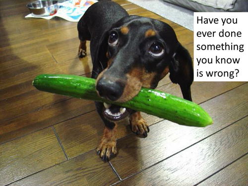 Poetry - Introduction to Modern Poetry - Reading and Writing - 2 detailed whole lessons