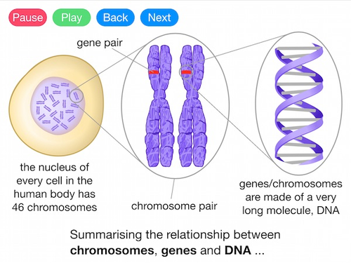 Genes, DNA and Chromosomes (Video)