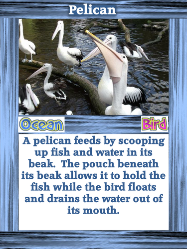 Food Chain and Adaptations  card game