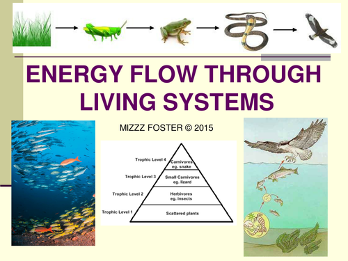 Energy Flow: Trophic Levels, Food Chains, Food Webs Power Point