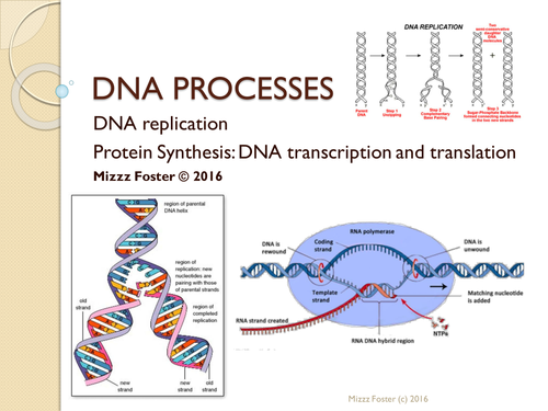 DNA Processes: DNA replication and Protein Synthesis Power Point