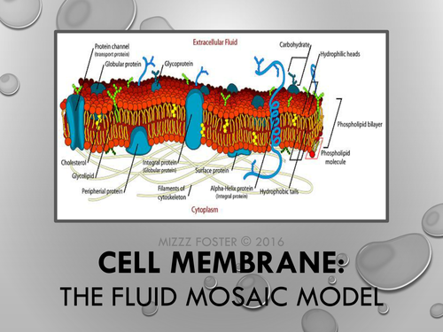 Cell Membrane Power Point
