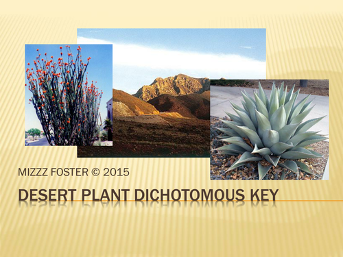 Desert Plant Dichotomous Key