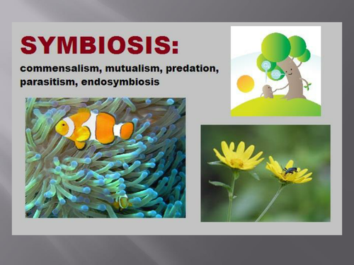 Symbiosis Quest Power Point