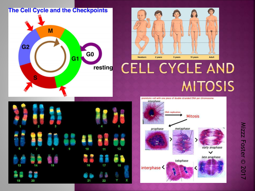 Cell Cycle and Mitosis