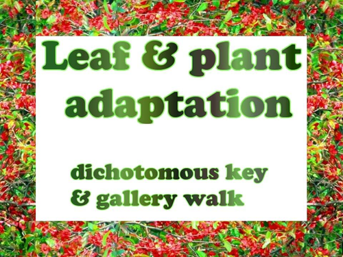 Leaf dichotomous key, plant adaptation gallery walk