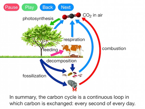 The Carbon Cycle (Video)