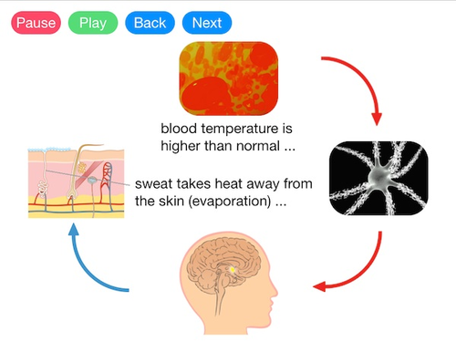 Thermoregulation (Video)