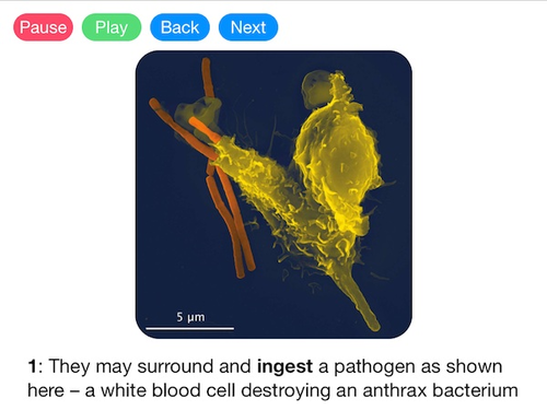 White Blood Cells (Video)