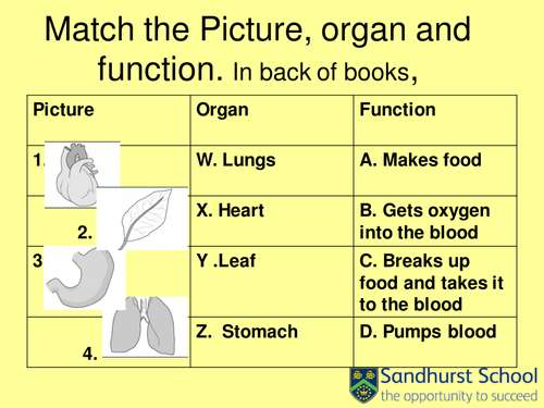 EXPLORING SCIENCE 7Ab Organs