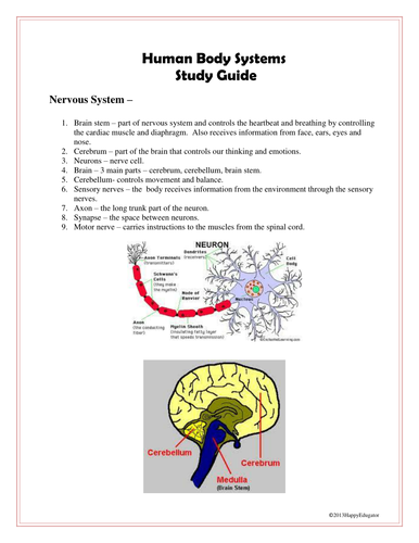 Human Body Systems Study Guide