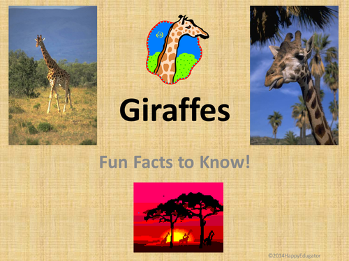 Giraffes  Fun Facts about Giraffes PowerPoint