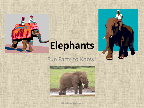 Elephants Fun Facts About Elephants PowerPoint