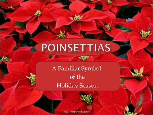 Poinsettias Christmas Symbol PowerPoint