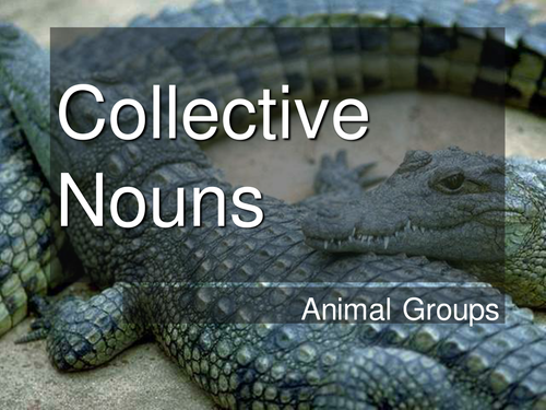 Collective Nouns of Animal Groups PowerPoint