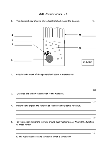 Biology: Cell Structure and Division Collection A Level Year 1