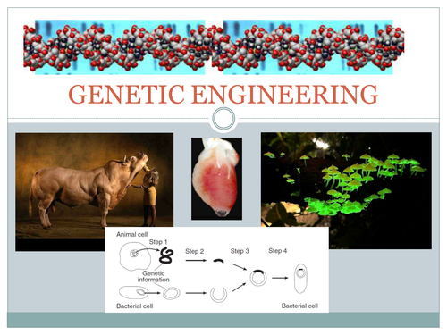 Genetic Engineering Bundle: Power Point, Worksheets and Answer Key
