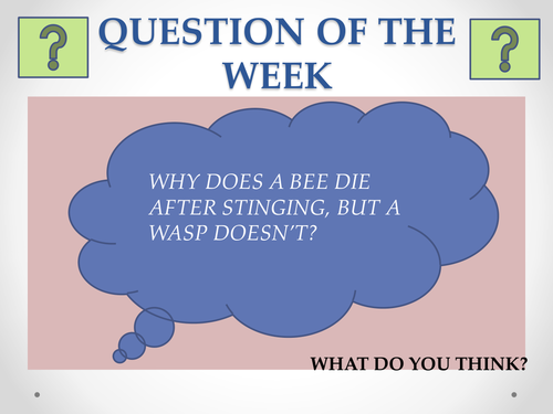 40 x questions of the week